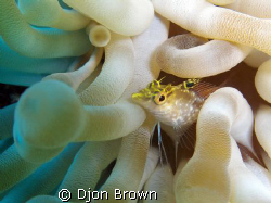 Hiding Away by Djon Brown 